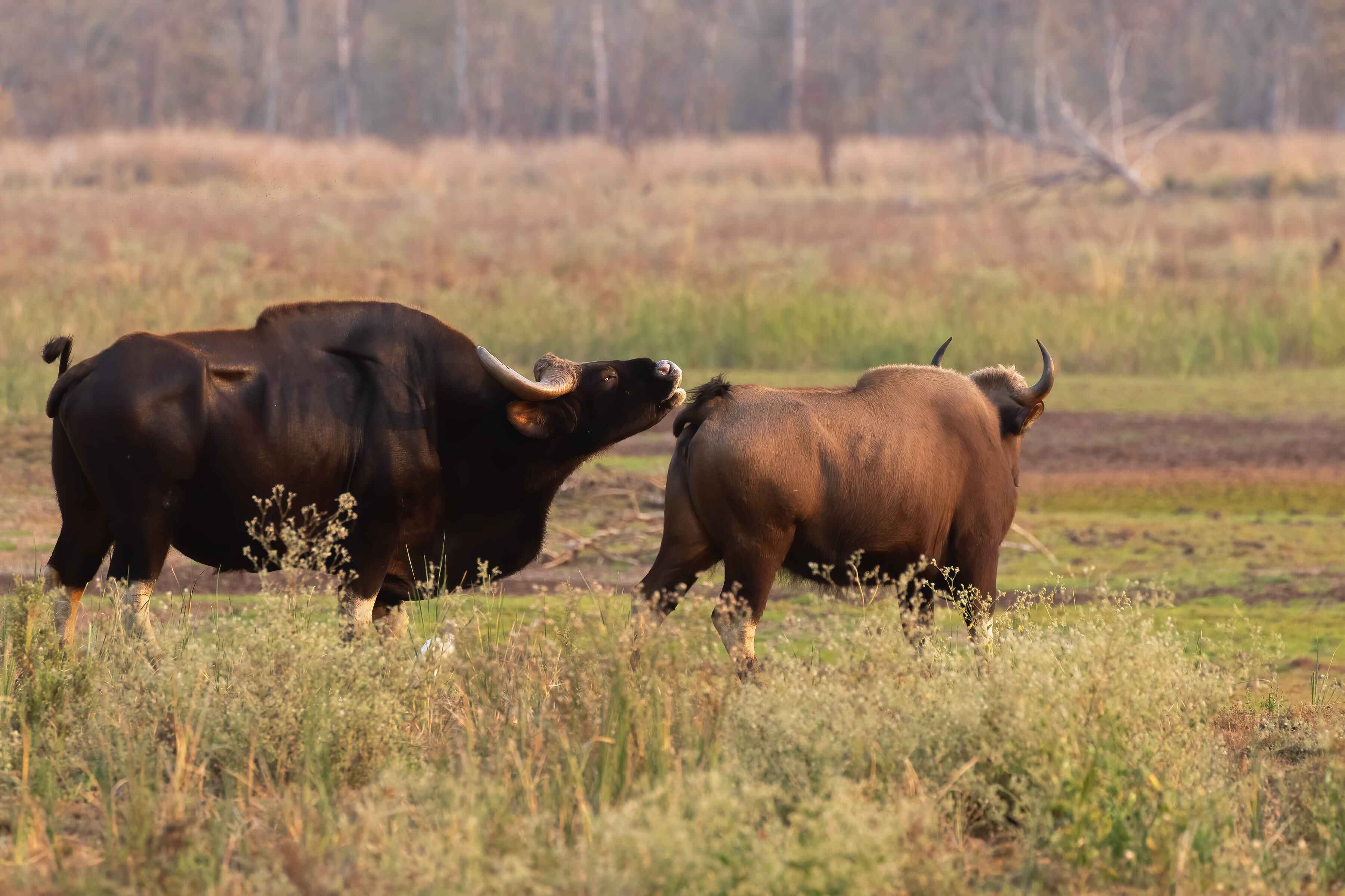 Indian Gaur